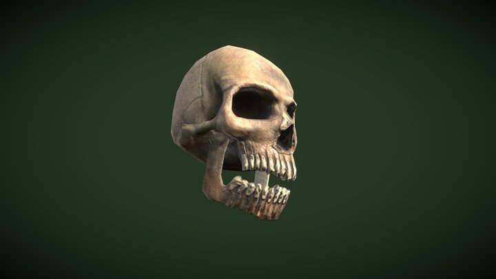 Skull 3D Model