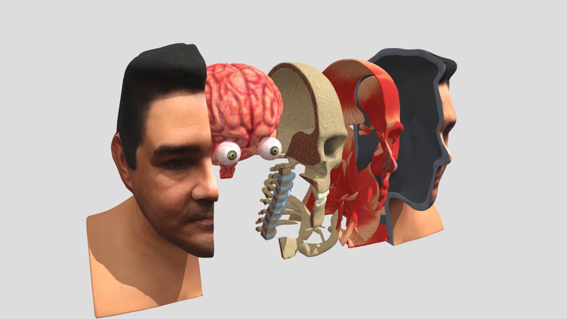 Human Body Head Anatomy animation - Buy Royalty Free 3D model by flarar ...