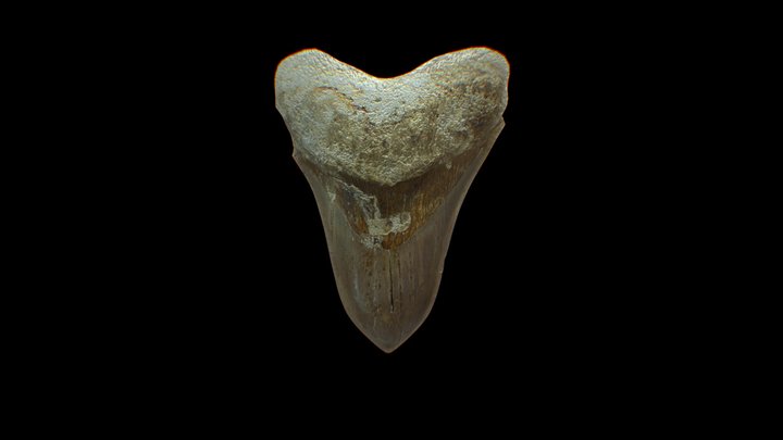 Megalodon Teeth Fossil 3D Model