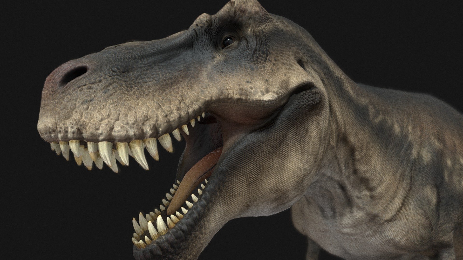 3D model Tyrannosaurus Rex Sue Real Dinosaur Series VR / AR / low-poly