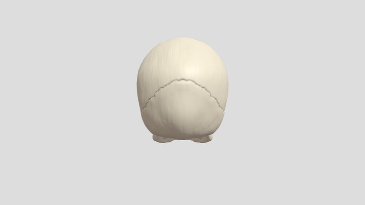 Skull 3D Model