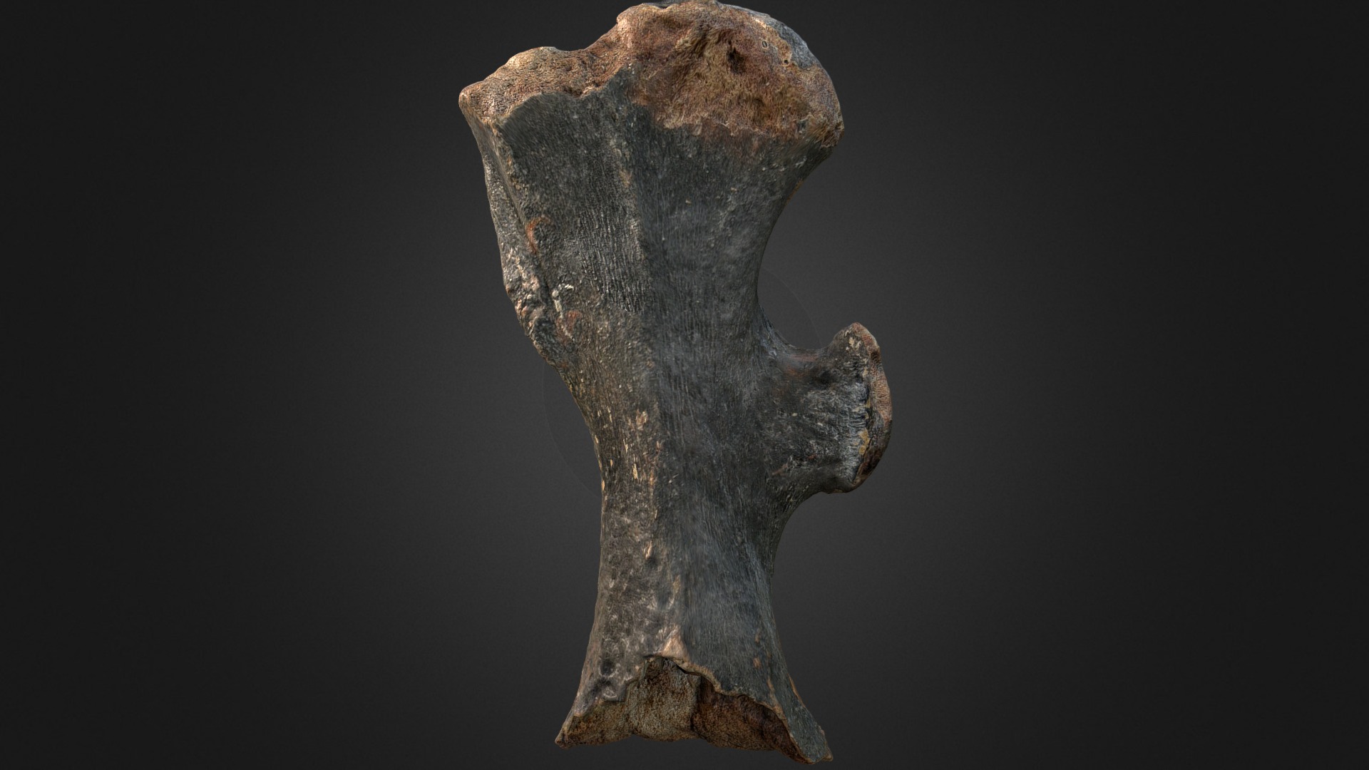 3D model Woolly Rhino Femur - This is a 3D model of the Woolly Rhino Femur. The 3D model is about a close-up of a rock.