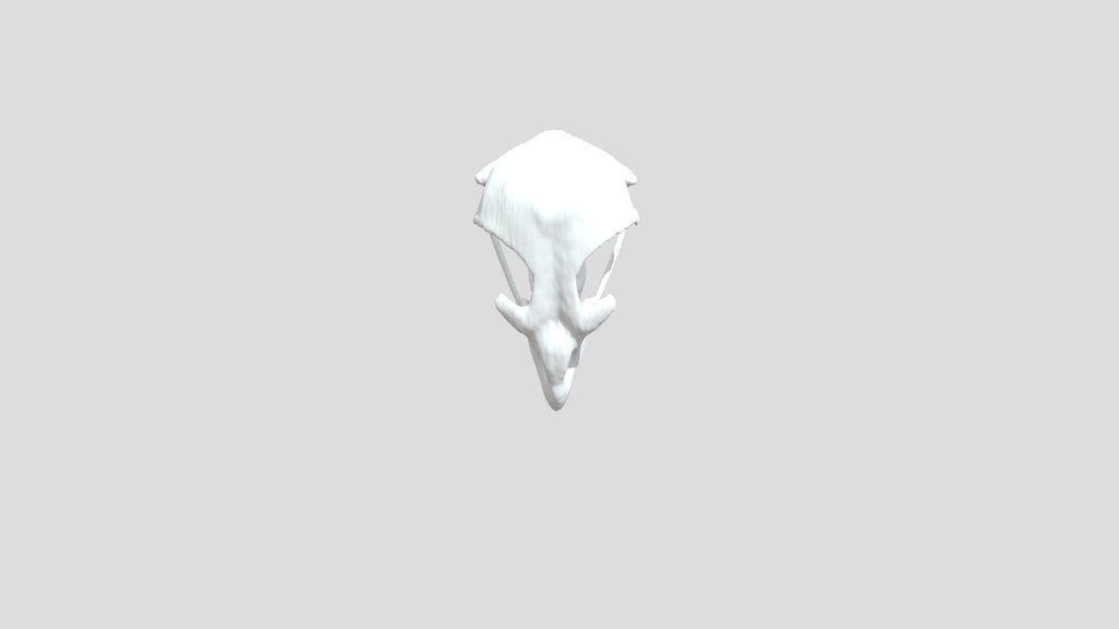 Circus aeruginosus - upper jaw - CT scan