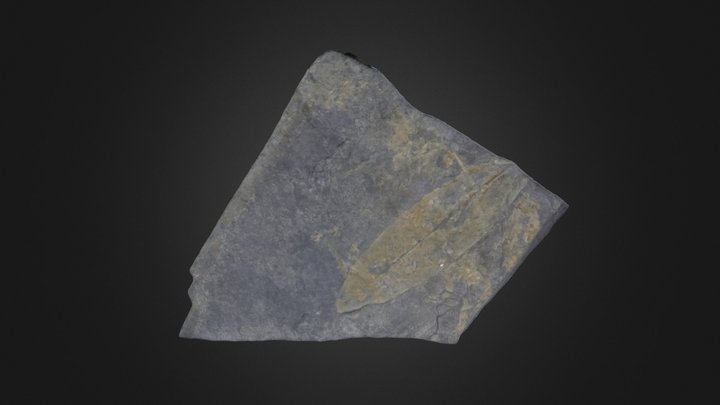 Pteridosperm: Glossopteris sp. (PRI 49674) – Modello 3D gratuito STL