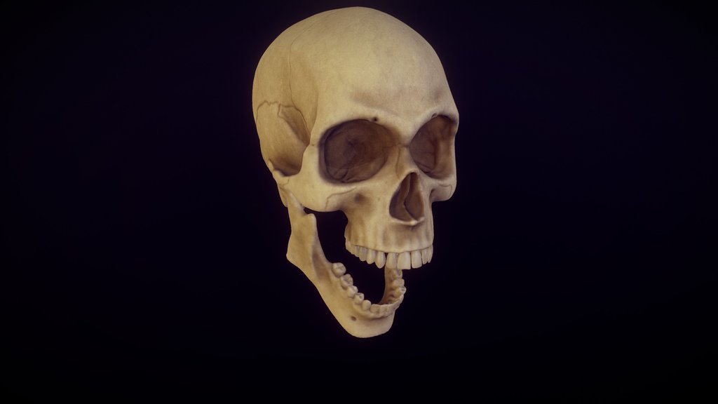 Skull