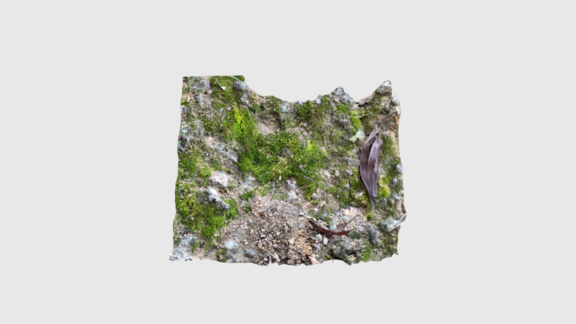 Moss