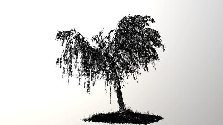 Scan tree point cloud！ 3D Model