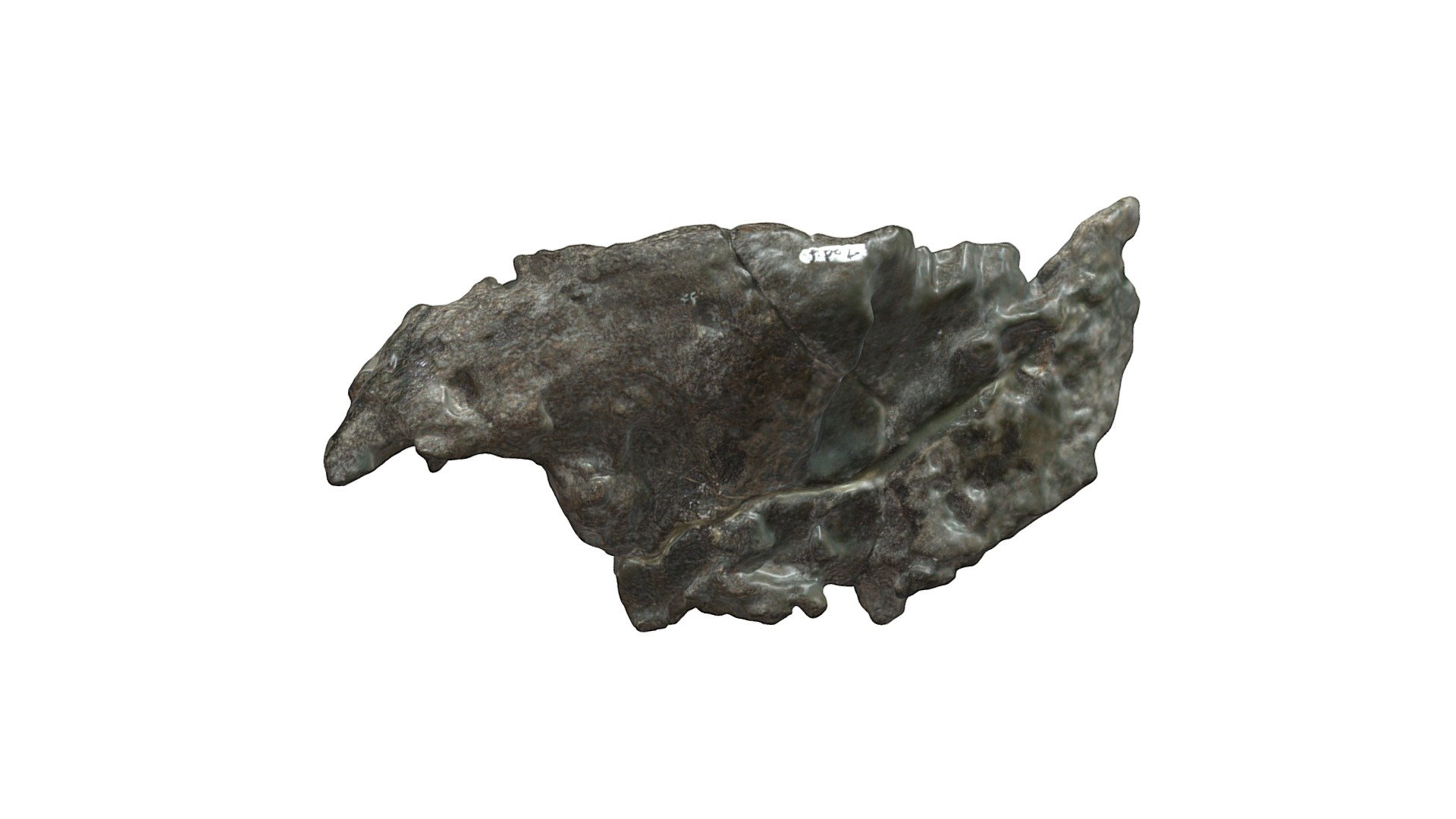 カムイサウルス　前頭骨＋後眼窩骨（左）　【学名】Kamuysaurus japonicus — Sketchfab embed 3D viewer