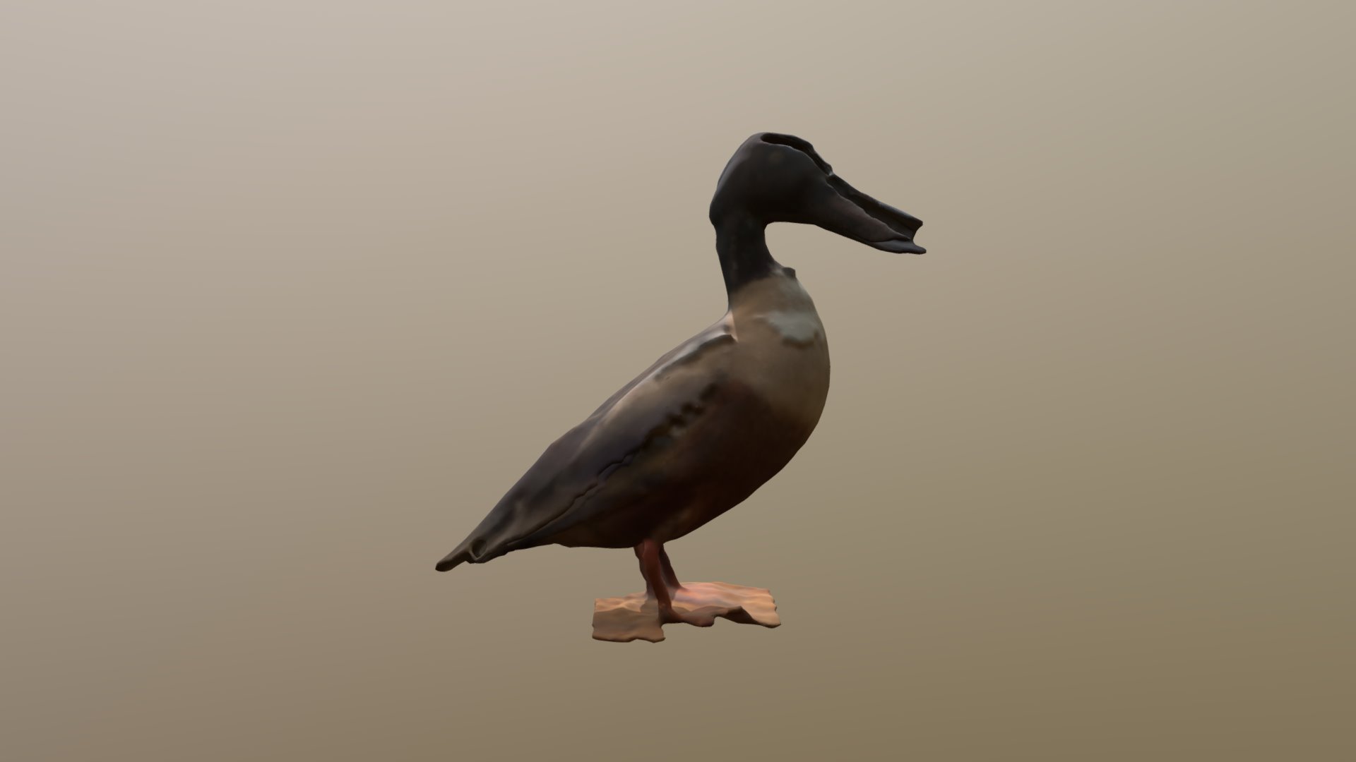 Duck 3
