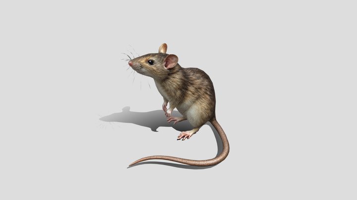 Low poly Realistic Rat 3d model free