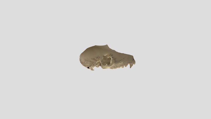 Lemur_skull_bottom 3D Model