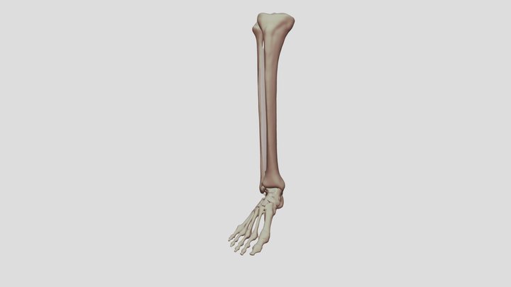 Foot, Ankle and Ligaments 3D Model