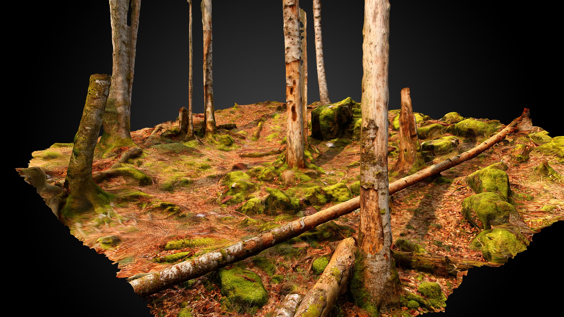 3D model Beech forest (Fagus sylvatica) - This is a 3D model of the Beech forest (Fagus sylvatica). The 3D model is about a mossy log in a forest.