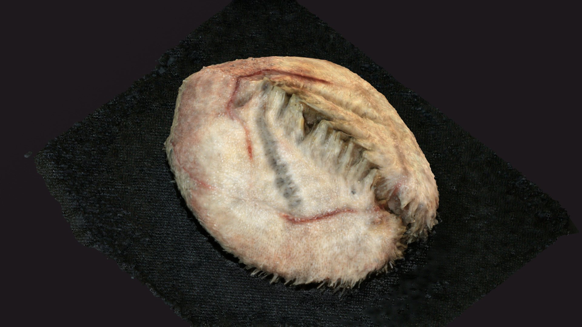 DY108 - Sea urchin