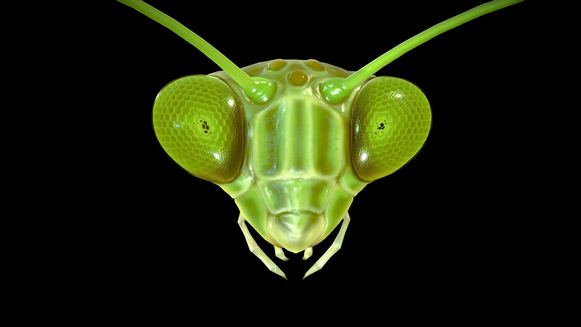 The Praying Mantis Eyes Pseudopupil Buy Royalty Free D Model By Babecraft A Fdde