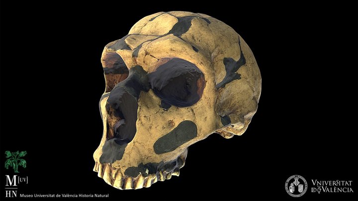 Homo neanderthalensis (réplica) 3D Model