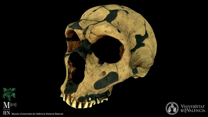 Homo neanderthalensis skull (cast) 3D Model