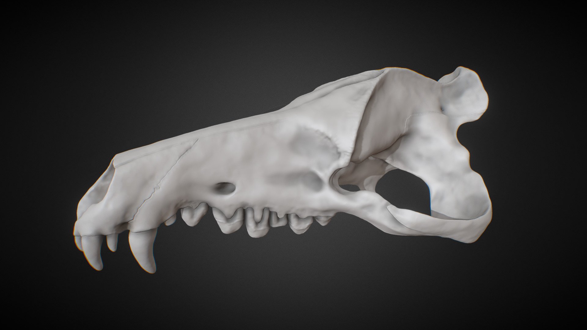 Andrewsarchus Skull - Buy Royalty Free 3D model by Olof Moleman ...