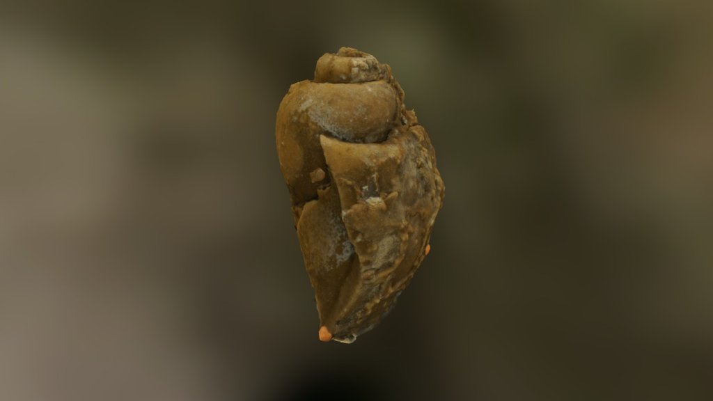 Snail Steinkern (internal cast)