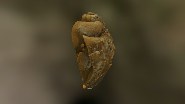 Snail Steinkern (internal cast) 3D Model