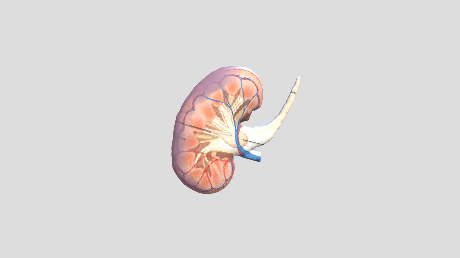 Harianto Ginjal — Sketchfab embed 3D viewer