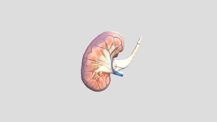 Harianto Ginjal 3D Model