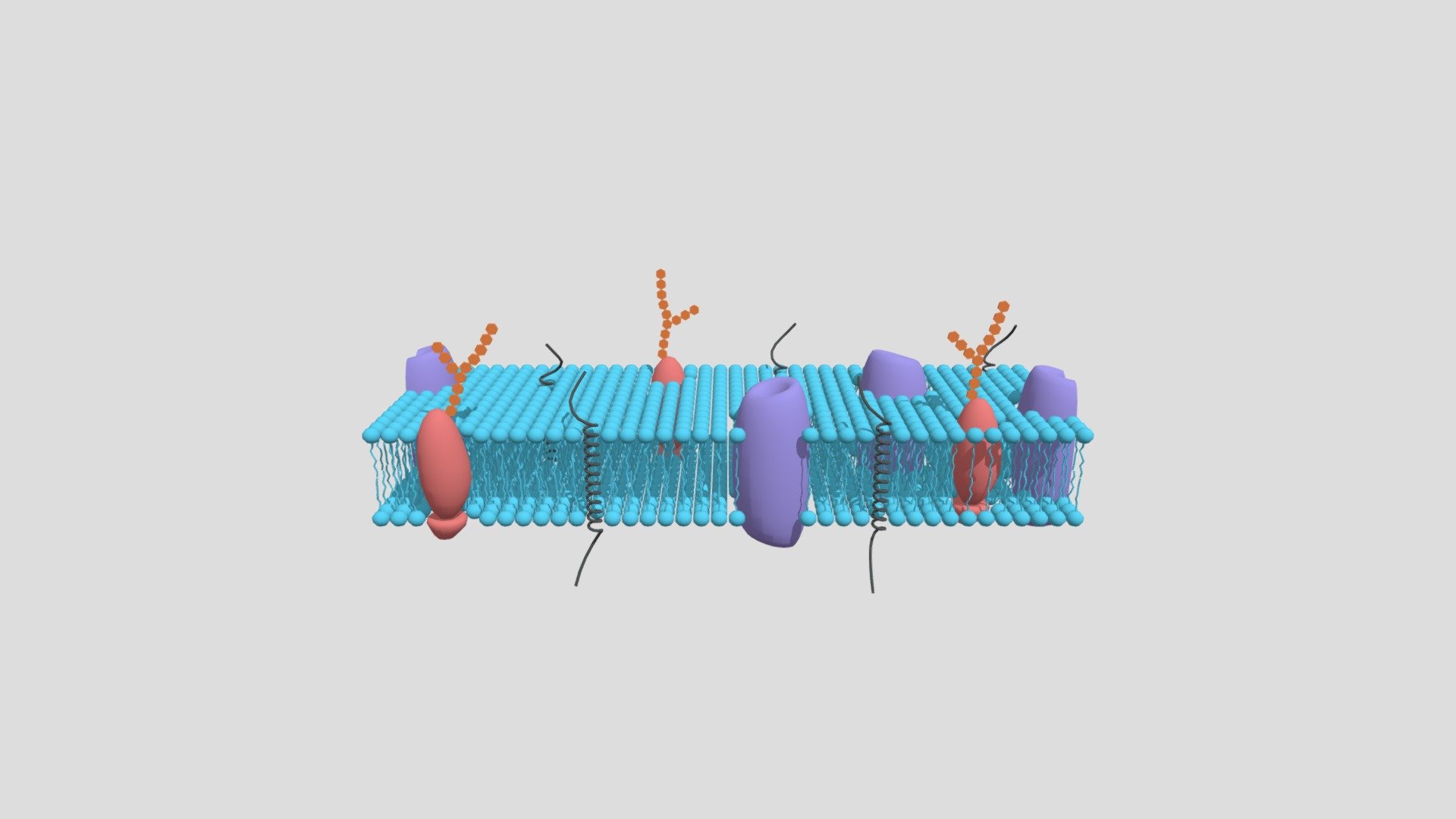 cell-membrane - 3D model by maritza.lufti [a20c3e9] - Sketchfab