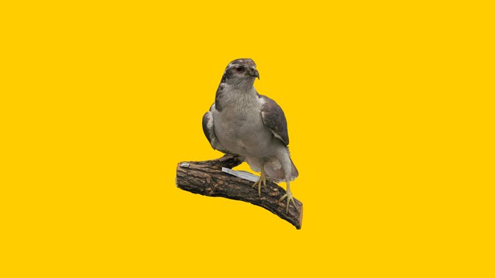 Northern Goshawk 3D Model