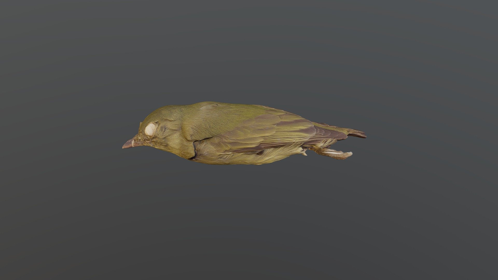 Dwarf Tyrant-Manakin - Tyranneutes stolzmanni