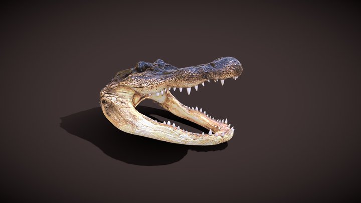 Alligator Head 3D Scan 3D Model