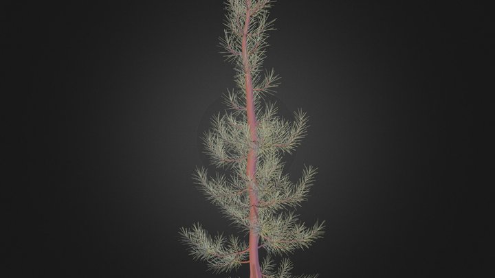Pinus Nigra D 3D Model