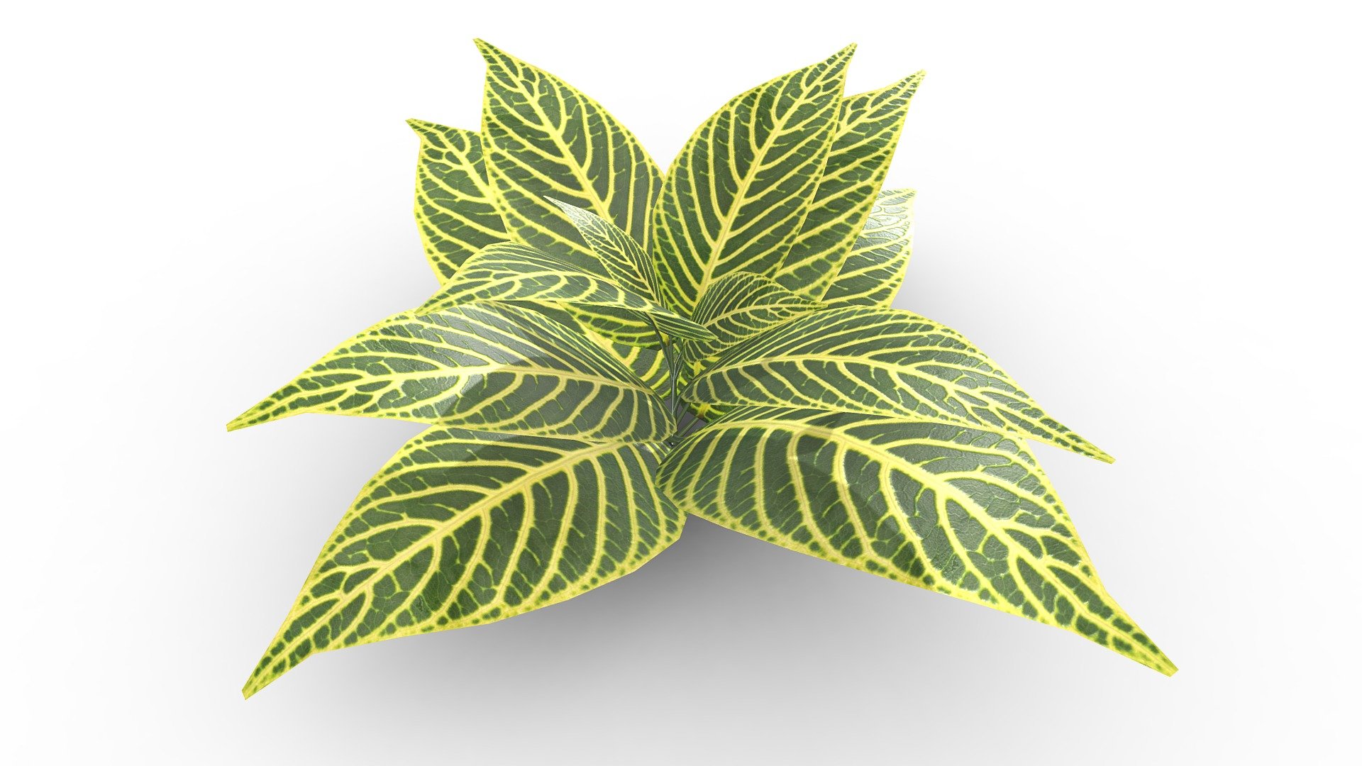 small-plant-game-ready-1k-pbr-492-quads-buy-royalty-free-3d