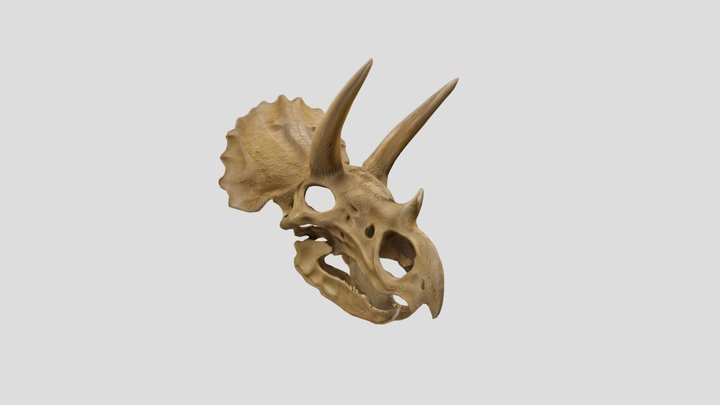 Triceratops Skull 3D Model
