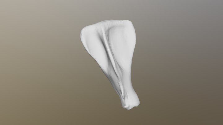 LEFT SCAPULA OF OX 3D Model
