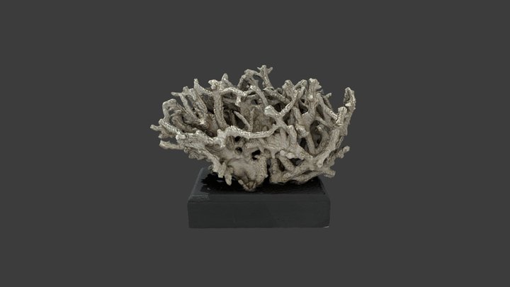 Merulina rigida – Modello 3D gratuito STL