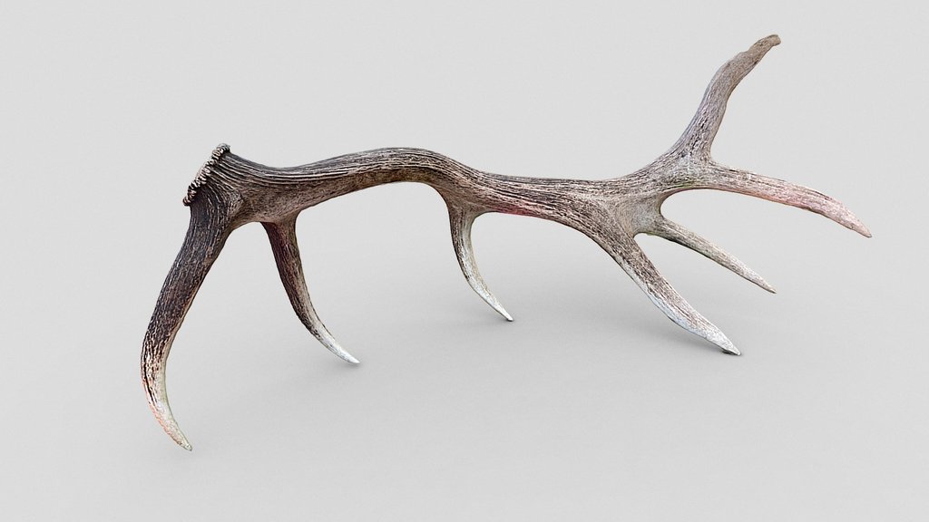 Day 235: Massive elk antler - 1scanaday