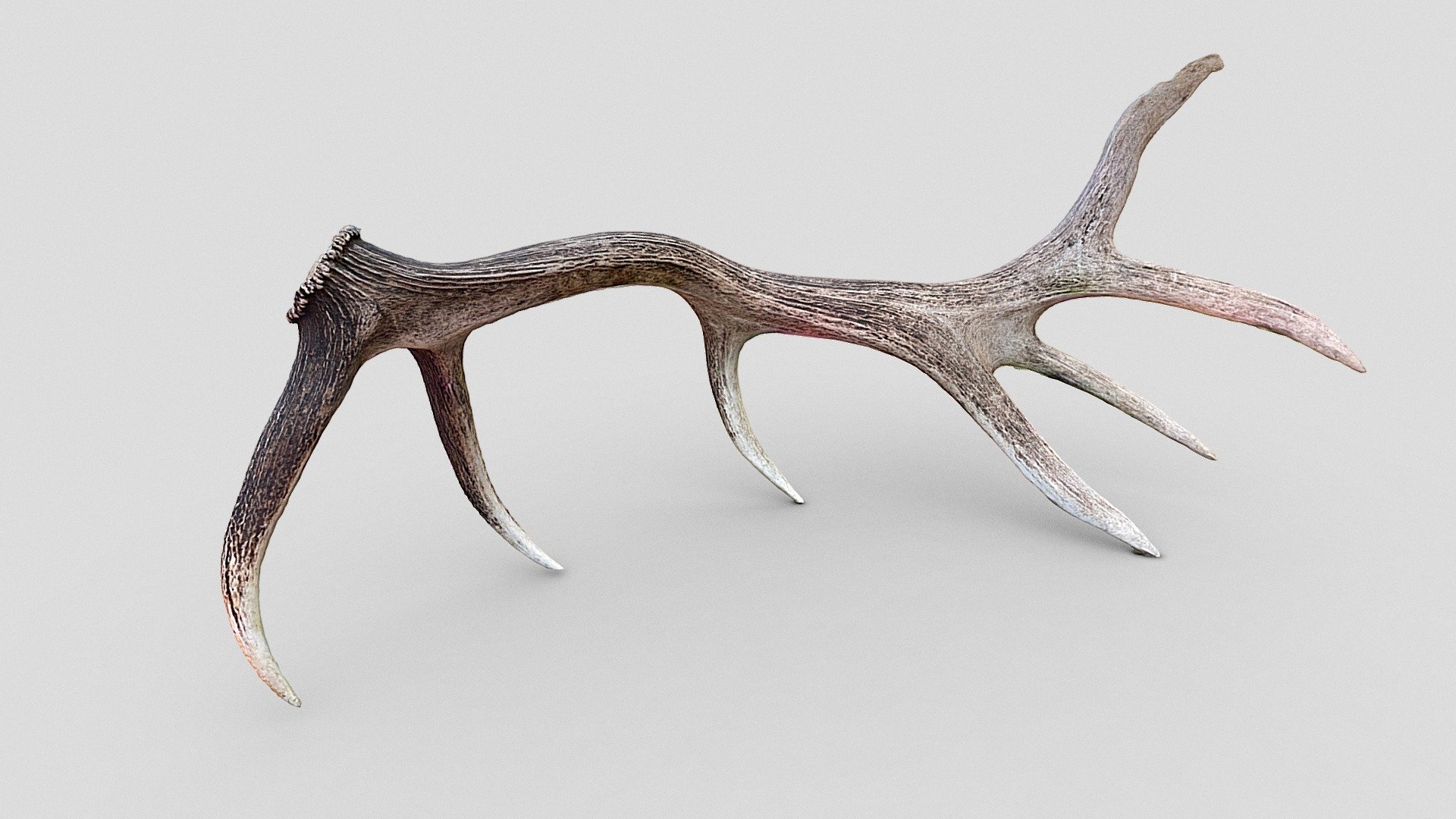 Day 235: Massive elk antler - 1scanaday - Download Free 3D model by Emm ...