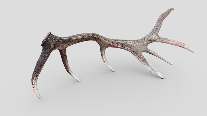 Day 235: Massive elk antler - 1scanaday 3D Model