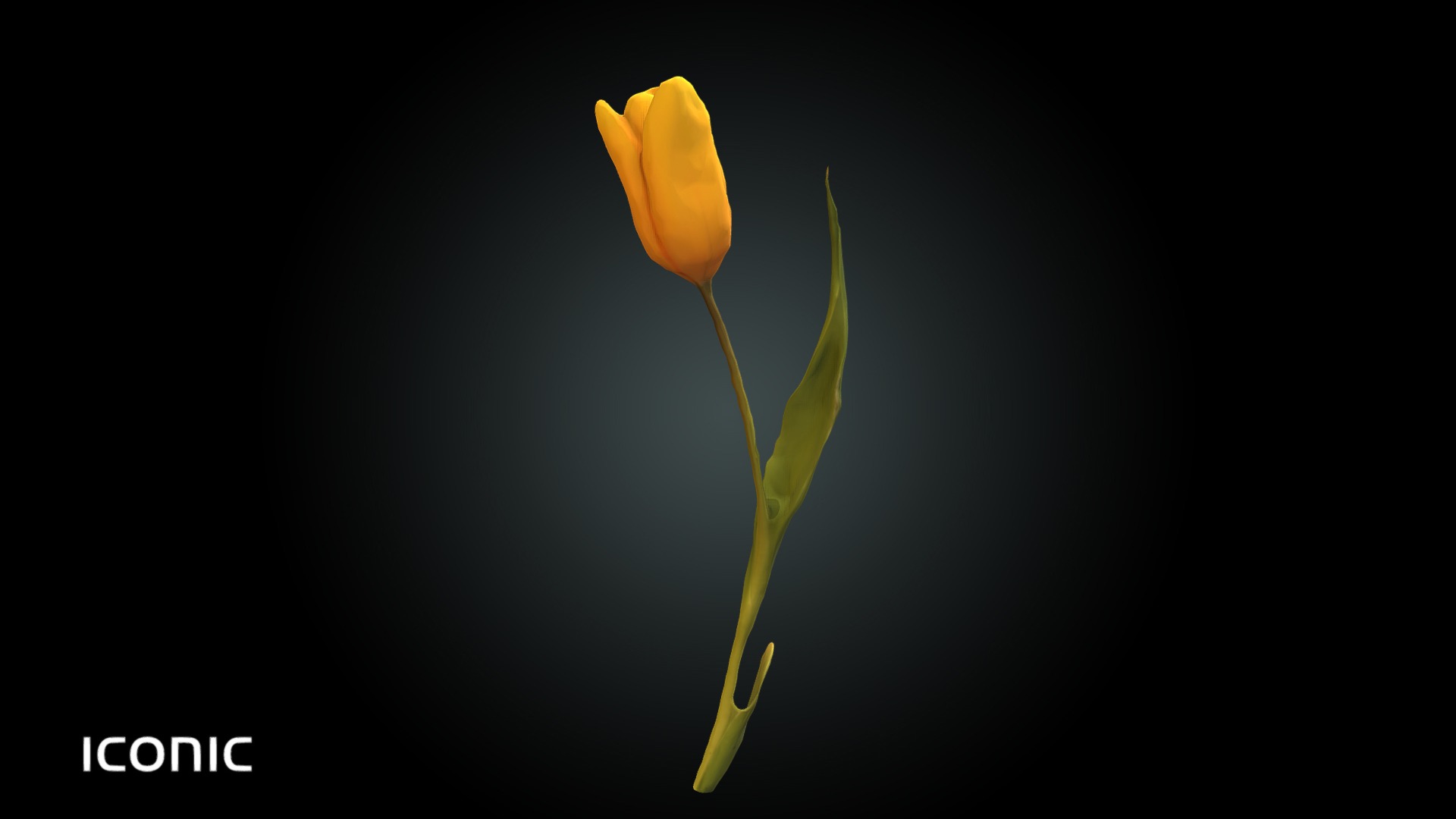 3D model Fw15 – Tulip Yellow - This is a 3D model of the Fw15 - Tulip Yellow. The 3D model is about a close-up of a flower.