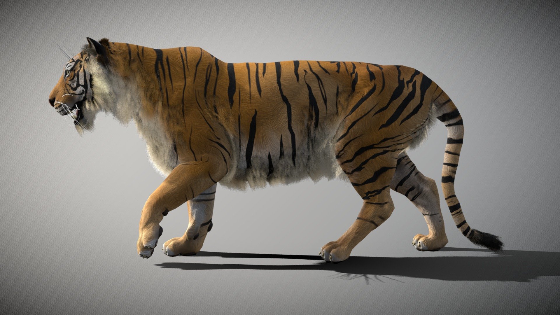 Bengal Tiger 3D Model