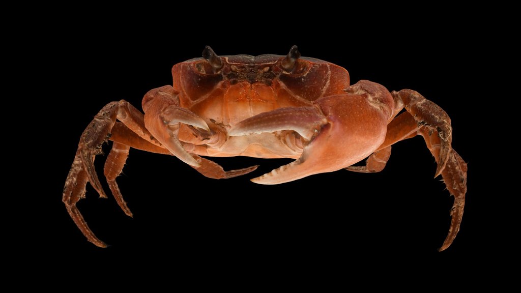 CC0 サワガニ 🦀 ♂ Japanese Freshwater Crab