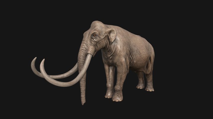 Columbian mammoth 3D Model