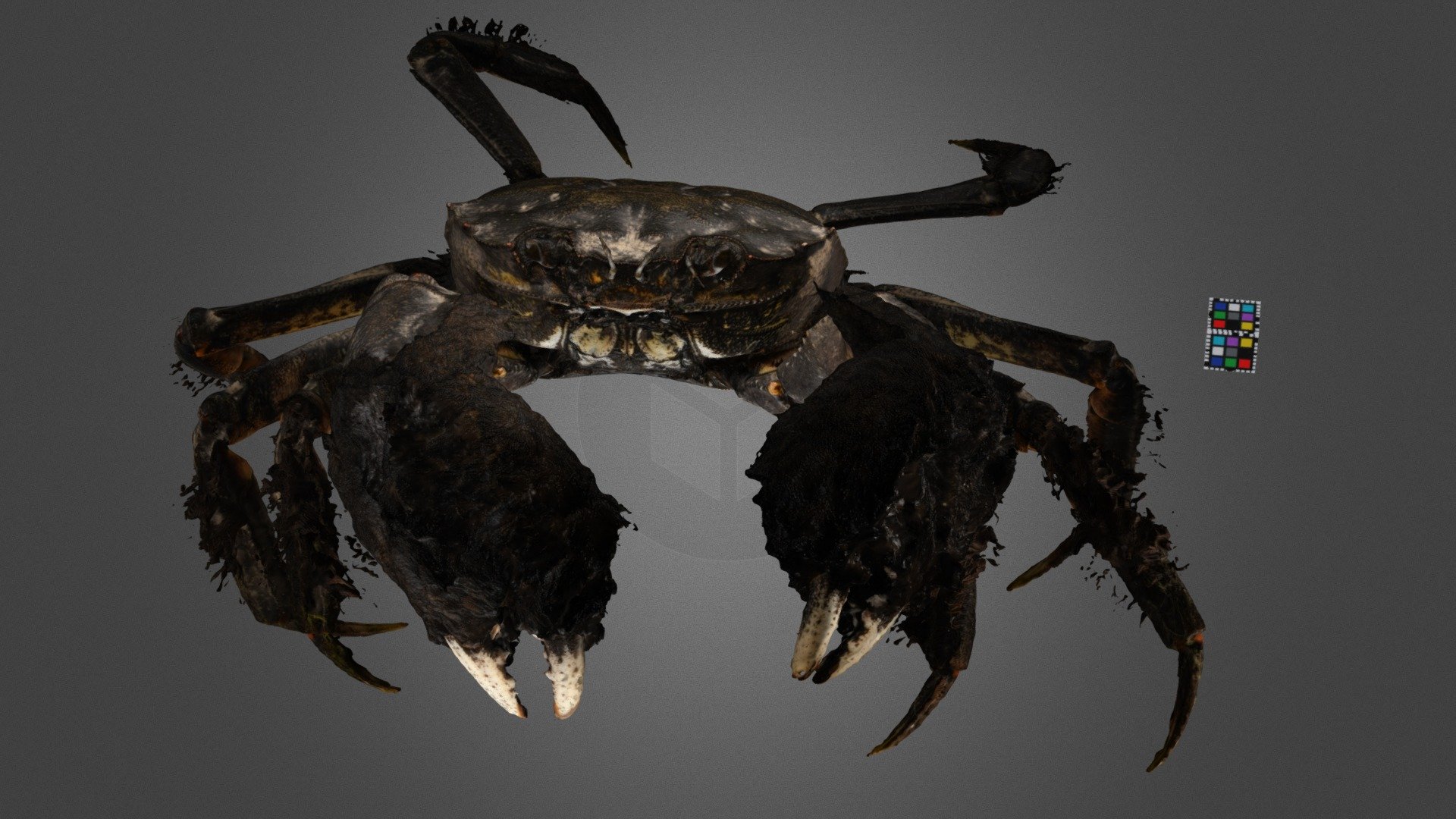 モクズガニ ♂ Mitten crab, Eriocheir japonica