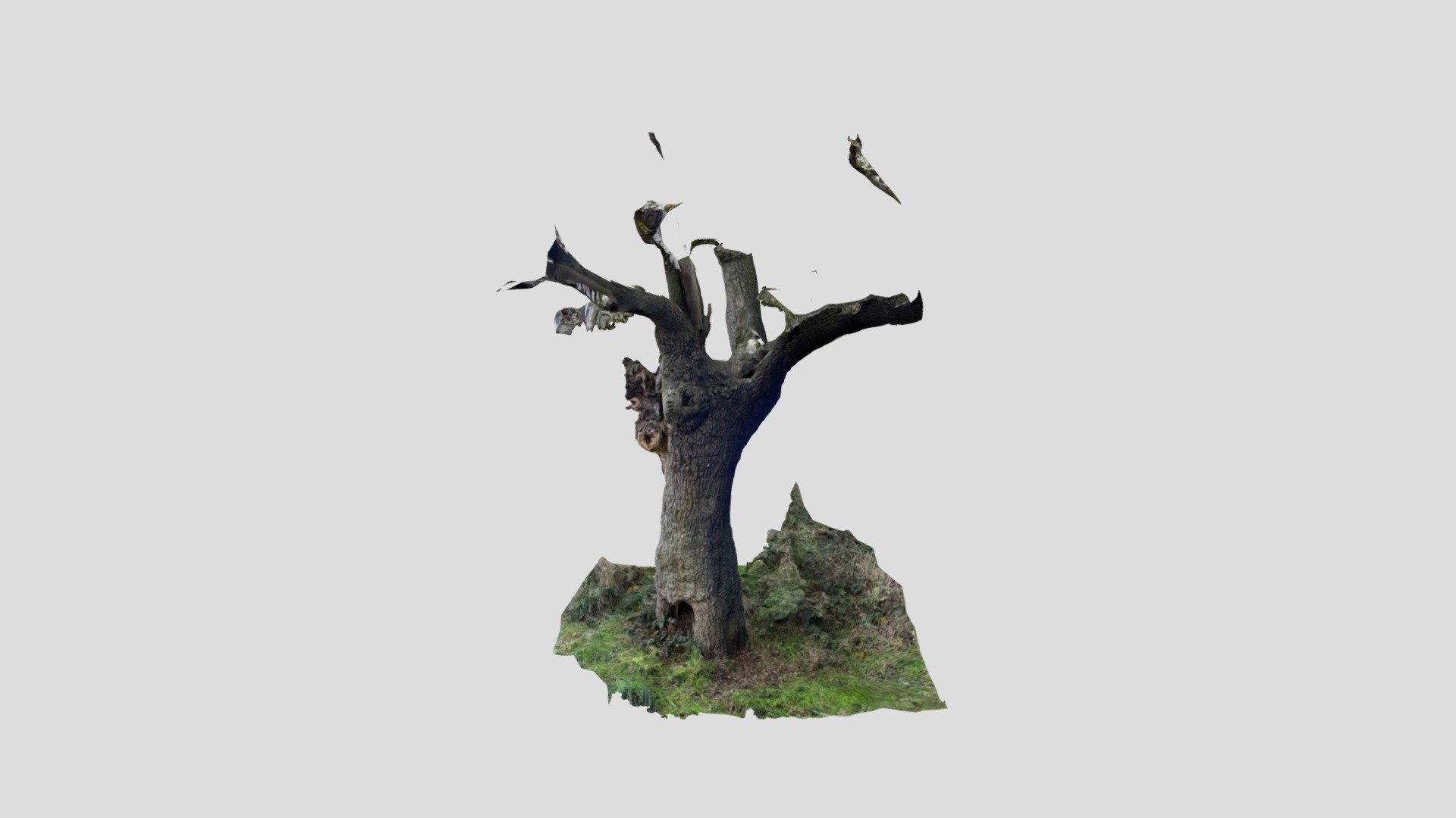 Hollow tree scan