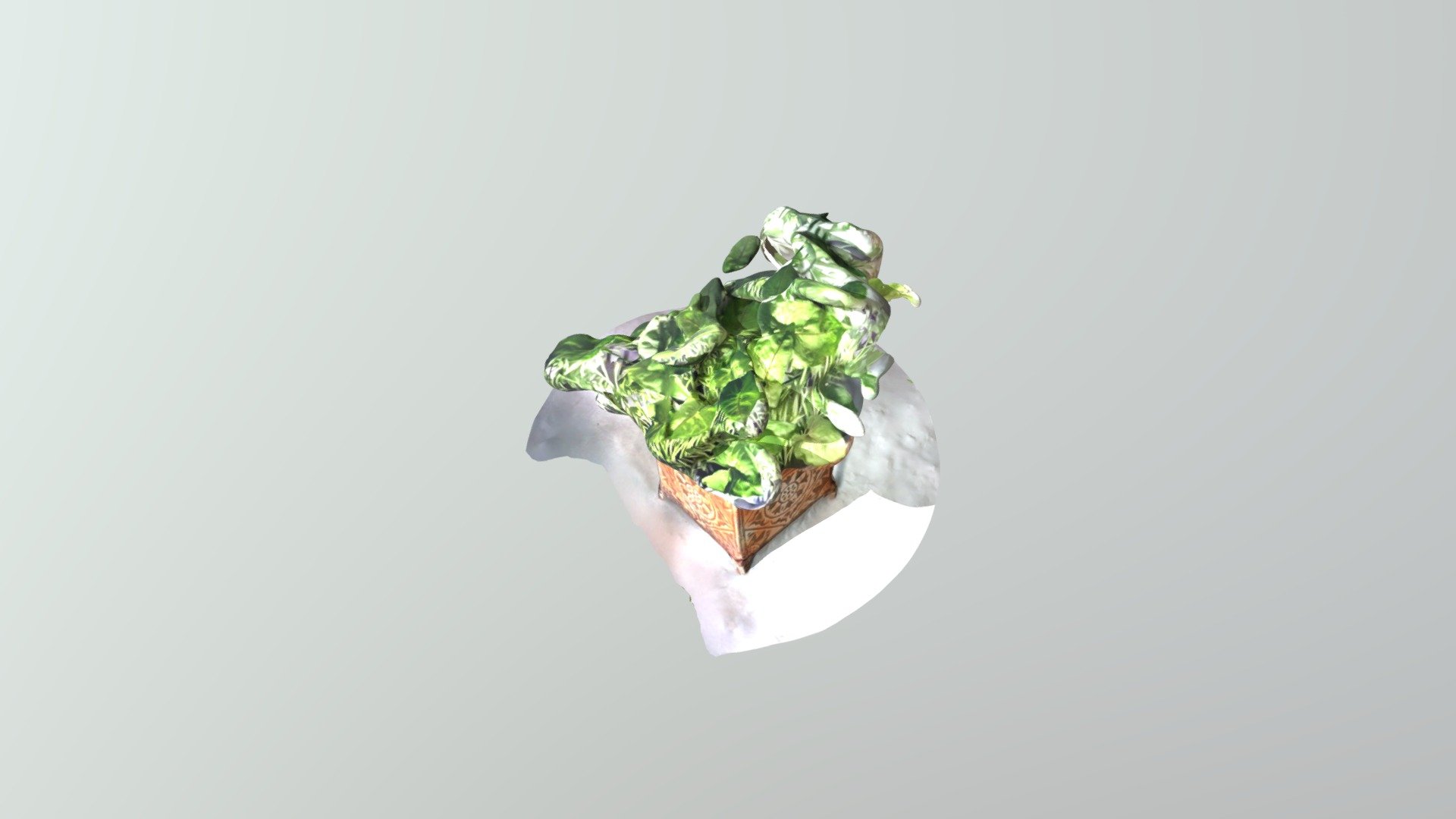 plant_1