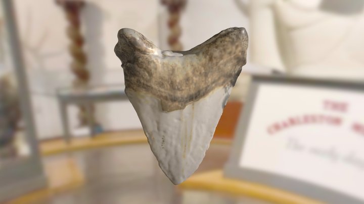 ChM PV9565 - Megalodon Shark Tooth 3D Model