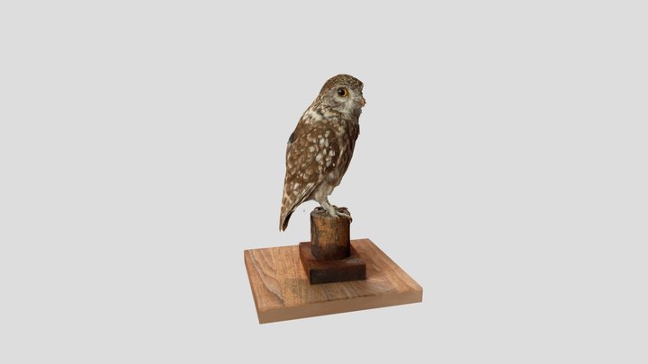 test scan taxidermy church owl 3D Model