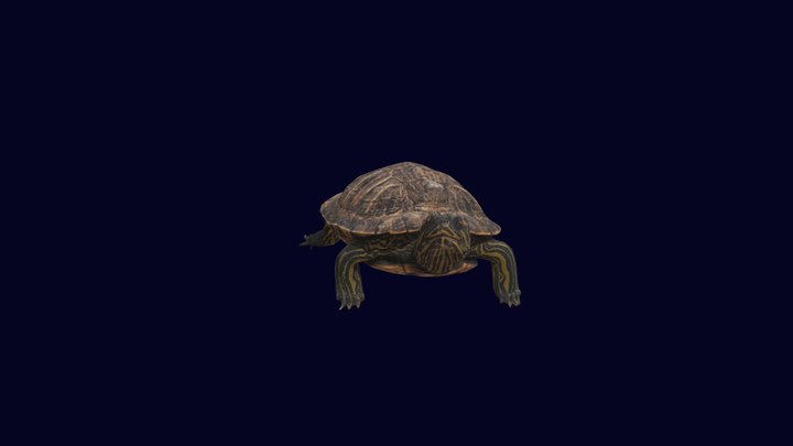 3D model of Trachemys scripta 3D Model