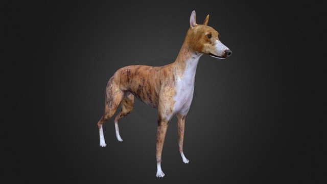 Greyhound 3D Model