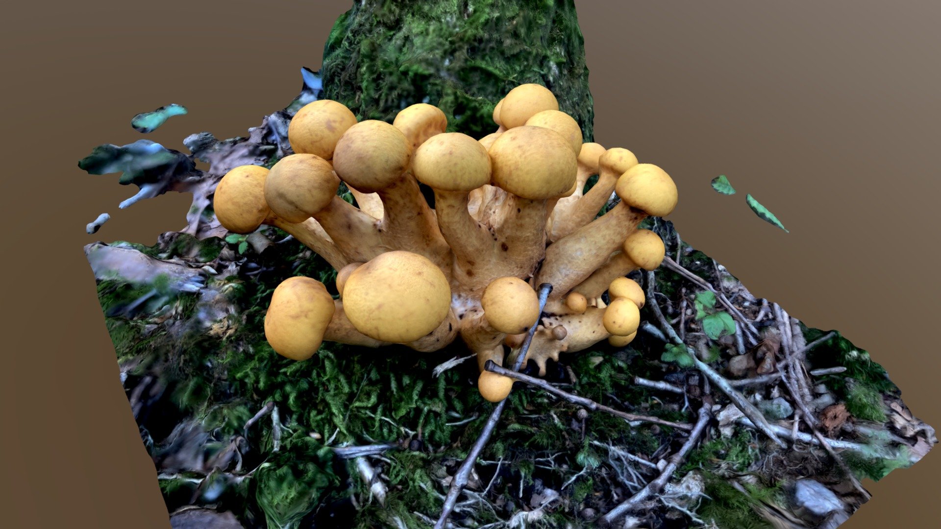 Gymnopilus junonius （オオワライタケ）